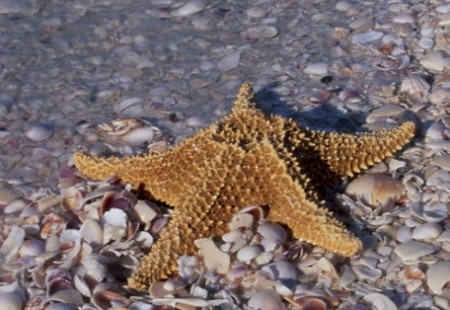 starfish