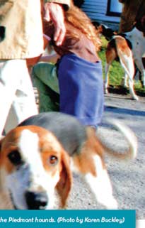 Richard Roberts with the Piedmont hounds