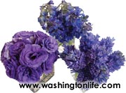 trio of violet Lisianthu