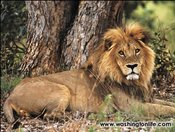Male lion