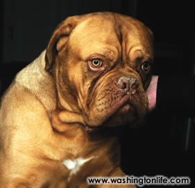 Dante the French mastiff