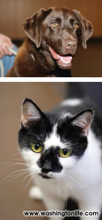 ADOPT FURRY VICTIMS OF KATRINA