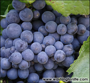 Mitch Rales with Wendy and Frank Raines