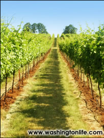 Virginia wine country map 