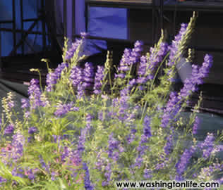 Even the fl owers were dancing